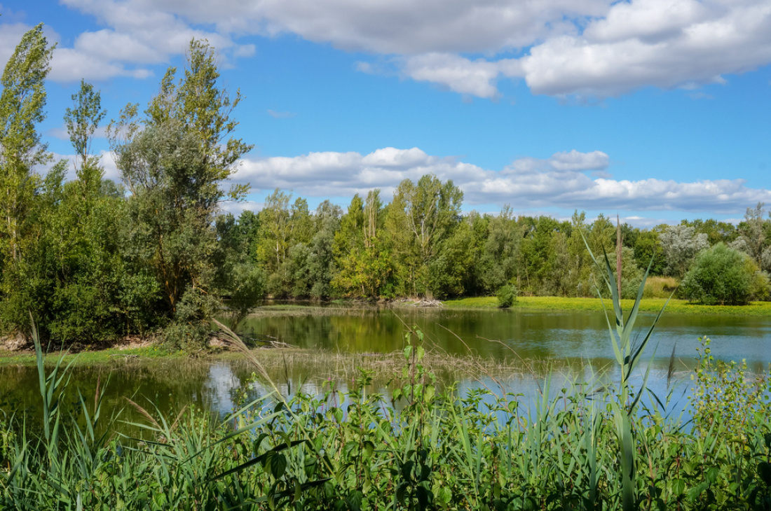 Une étang à la campagne entouré d'arbres hauts