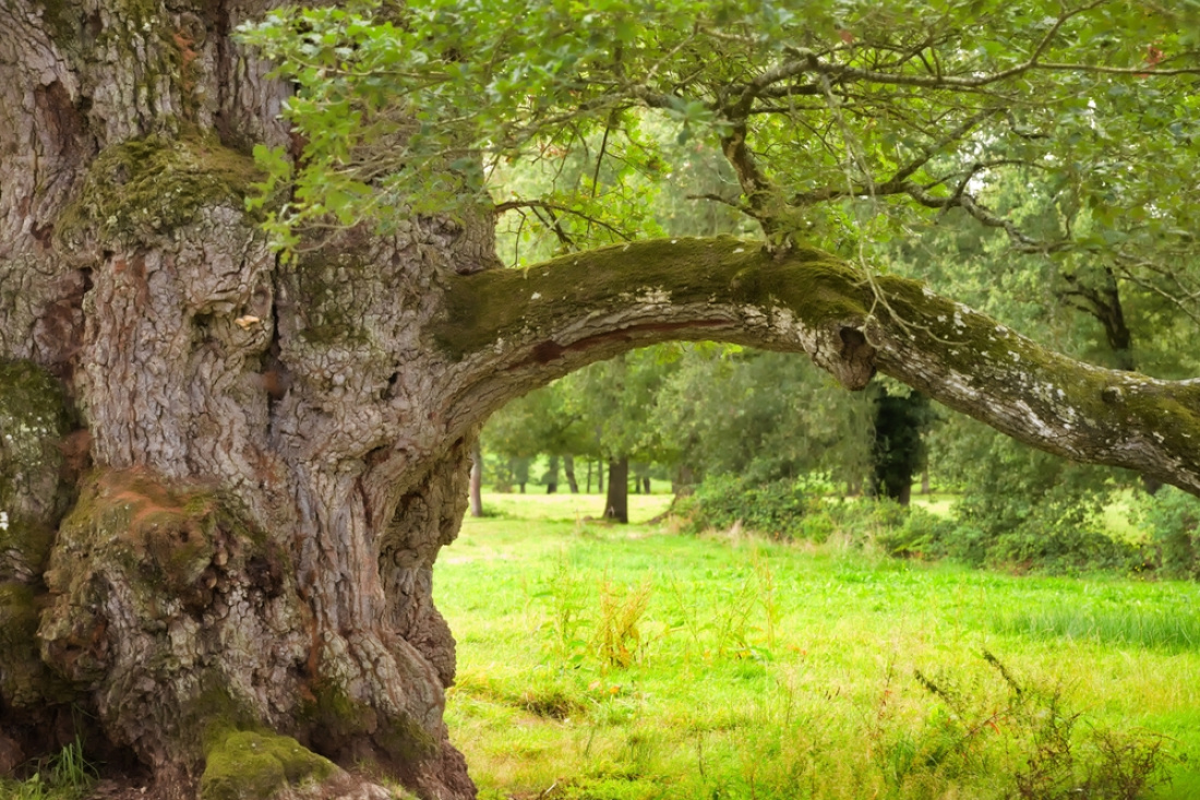Un chêne en bordure d'une forêt