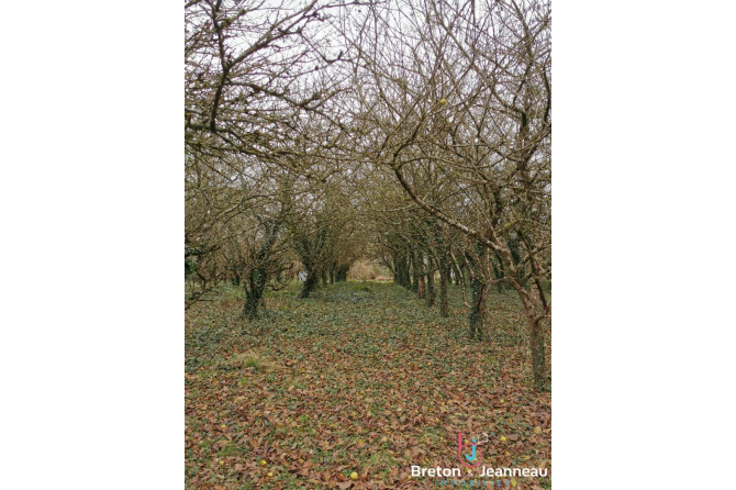 Maison sur 1 hectare secteur Bais