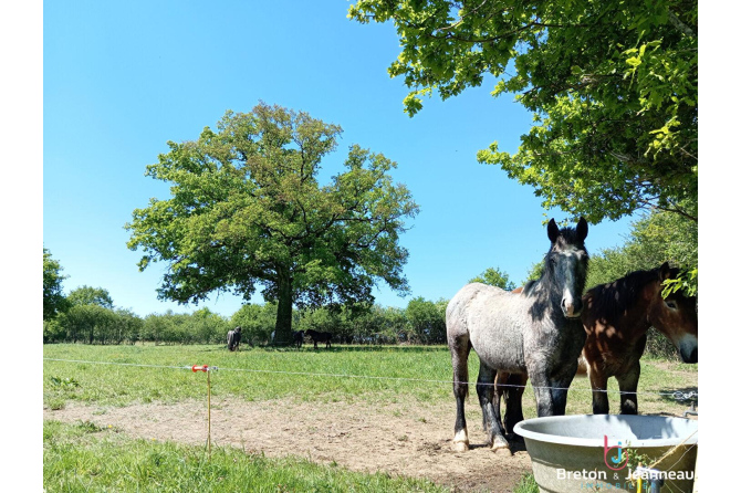 Maison sur près de 2 ha secteur Mayenne