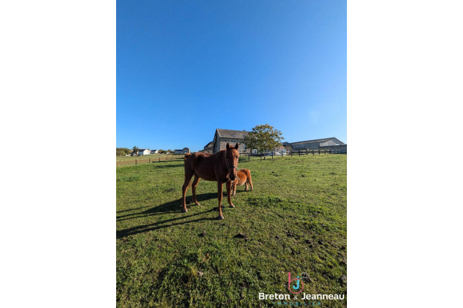 Corps de ferme avec dépendances secteur VAIGES