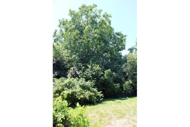 Maison 83 m² avec grand jardin à Ernée