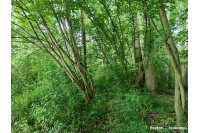 Terrain de loisirs à Juillé