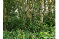 Terrain de loisirs à Juillé