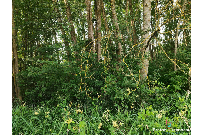 Terrain de loisirs à Juillé