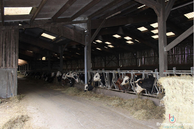 Organic dairy farm on 51 ha in Mayenne