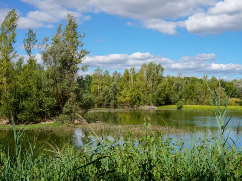 Maison avec étang à vendre : un rêve devenu réalité